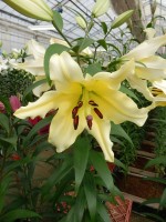 [5184 Baruta VWS No01.JPG]